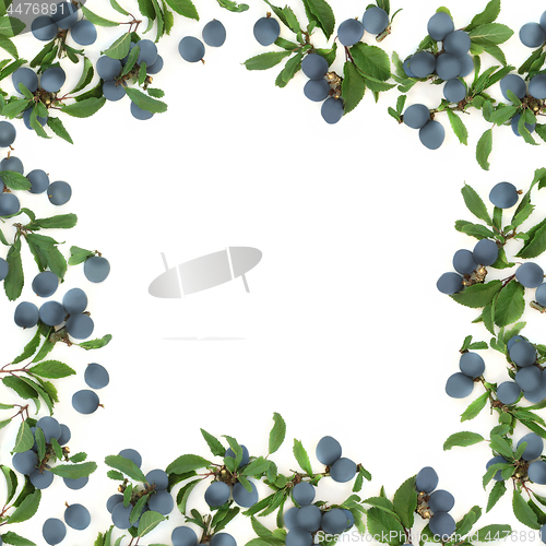 Image of Sloe Berry Abstract Border