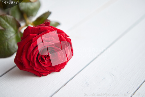 Image of Fresh red rose flower on the white wooden table