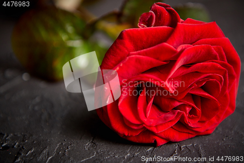 Image of Fresh red rose flower on the white wooden table