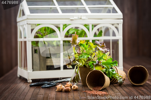 Image of Gardening and planting concept