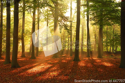 Image of Forest