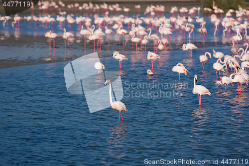 Image of Flock of adorable pink flamingos