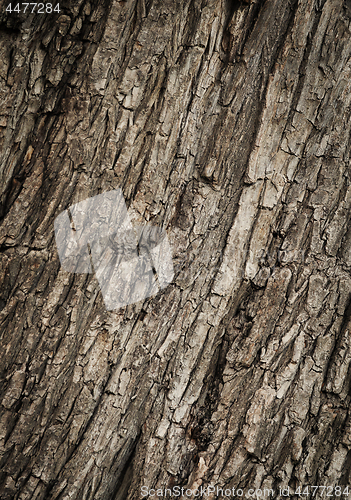 Image of Cracked wood texture