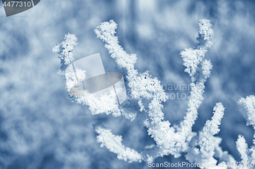 Image of Tree branch covered with frost