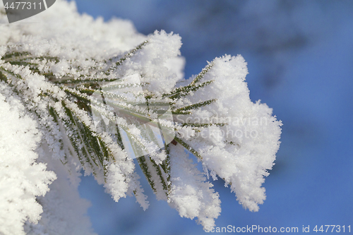 Image of Pine-tree branch covered with frost