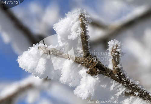 Image of Tree branch covered with frost