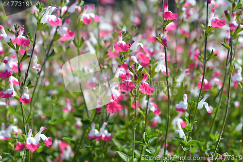 Image of Sage Pink lips