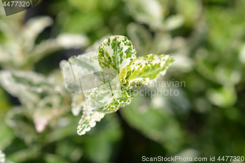 Image of Wintercreeper Harlequin