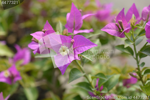 Image of Bougainvillea Sabina