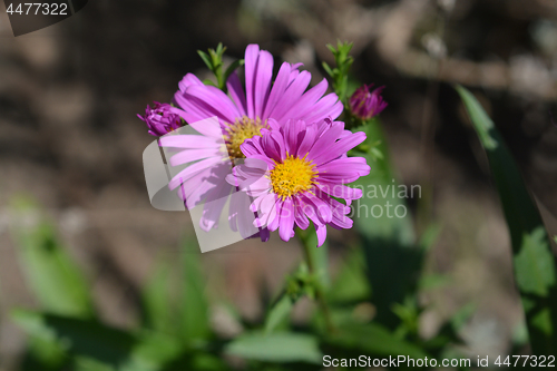 Image of New York Aster Orlando