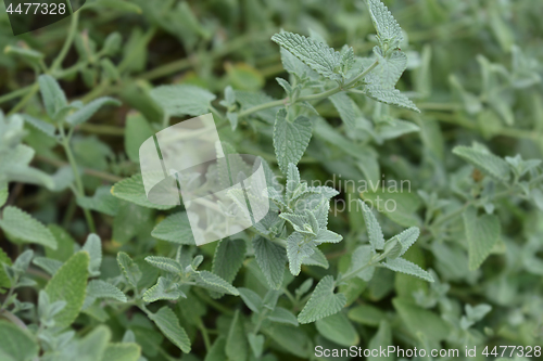 Image of Catnip