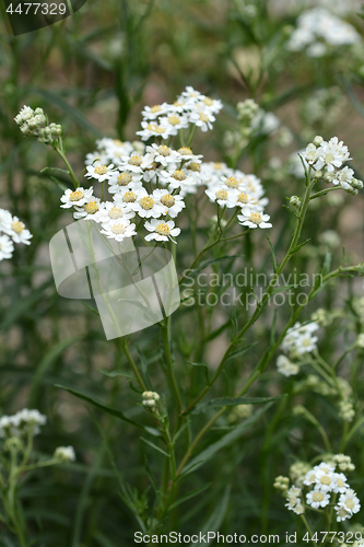 Image of Syrian rue