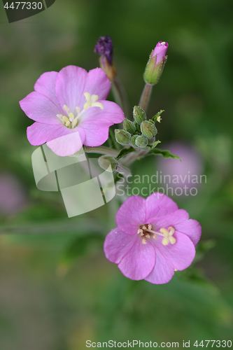 Image of Great hairy willowherb