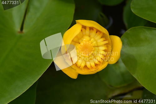 Image of Yellow water lily