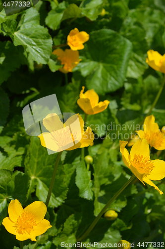 Image of Marsh marigold