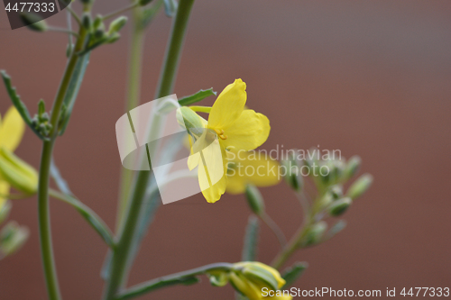 Image of Cabbage flower