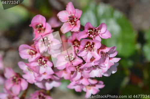 Image of Pink flowers