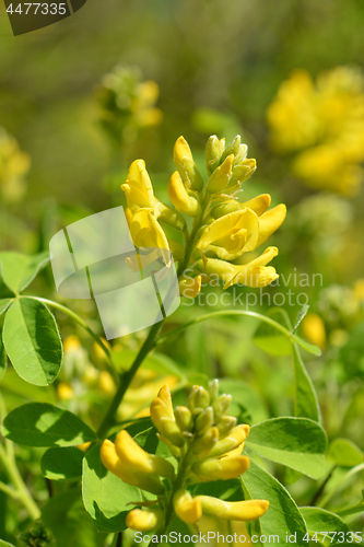 Image of Dalmatian laburnum