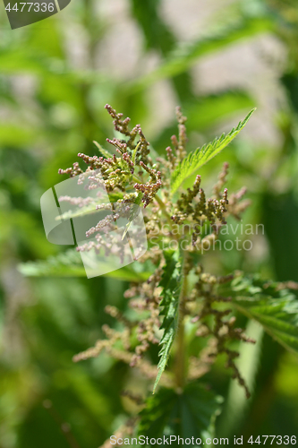 Image of Common nettle