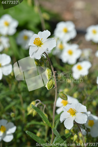 Image of White rockrose