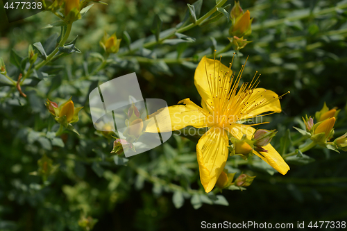 Image of Mount Olympus St Johns-wort