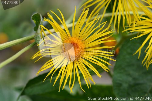 Image of Giant fleabane