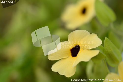 Image of Black-eyed Susan vine