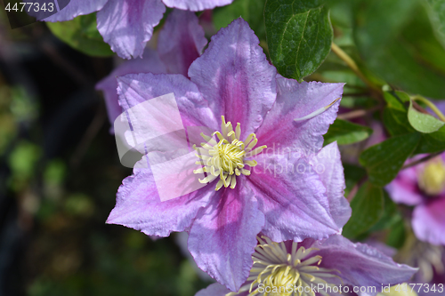 Image of Large-flowered Clematis Piilu