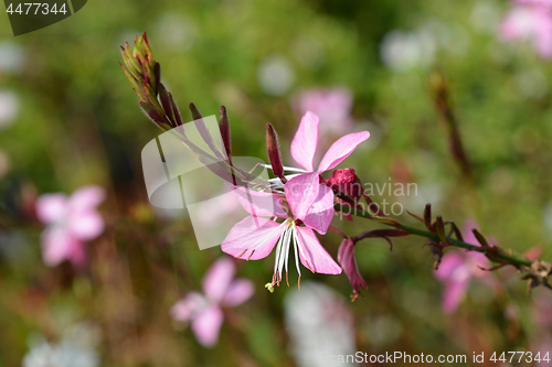 Image of Pink gaura