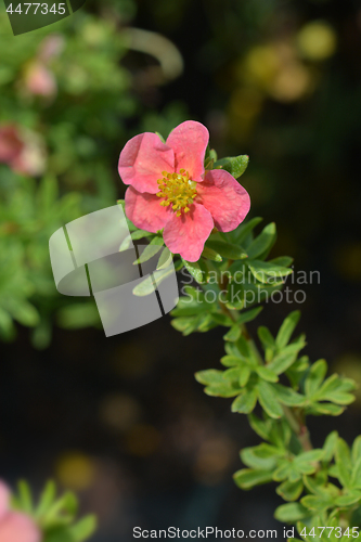 Image of Shrubby Cinquefoil Danny Boy