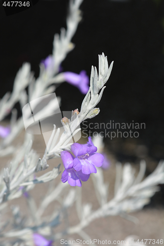 Image of Silky eremophila