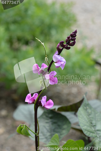 Image of Ruby Moon Hyacinth Bean