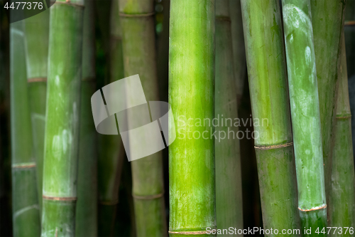 Image of Bamboo close up in bamboo grove