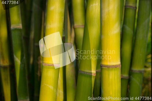 Image of Bamboo close up in bamboo grove