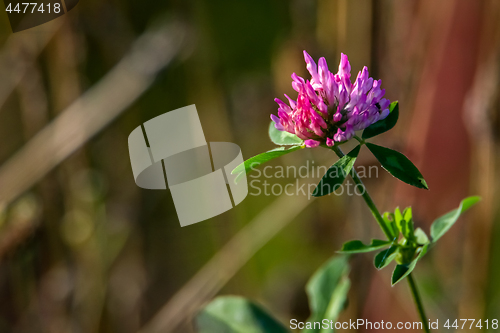 Image of Background of clover in  grass.