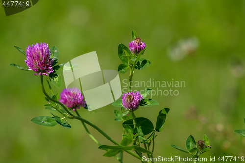 Image of Pink clover on green meadow.