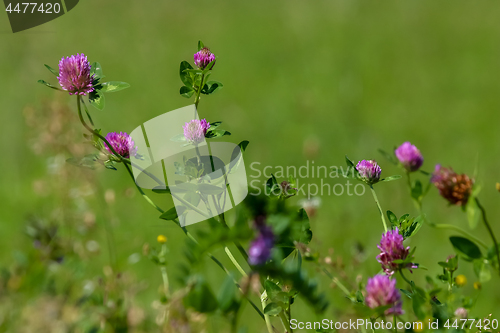 Image of Pink clover on green meadow.