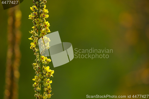 Image of Wild flowers on green background. 