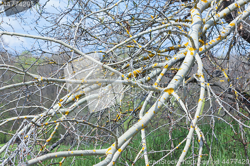 Image of Bare Tree Branches With Yellow Lichen In Spring
