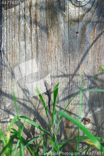 Image of Small Viviparous Lizard On The Wooden Texture Background