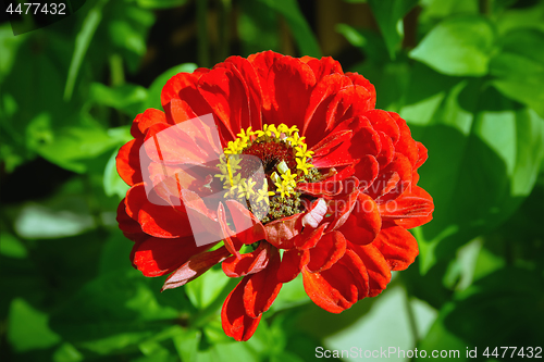 Image of Red Zinnia Flower In The Garden Close-up