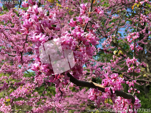 Image of Sakura blooming background