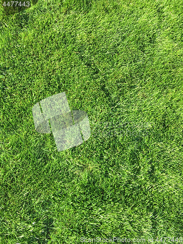 Image of Green grass