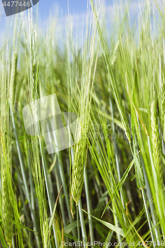 Image of Ears Of Barley In The Field On A Summer Day