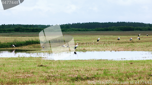 Image of White Storks Resting On A Field At Summer Day