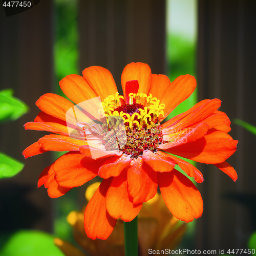 Image of Orange Zinnia Flower On A Flowerbed Close-up