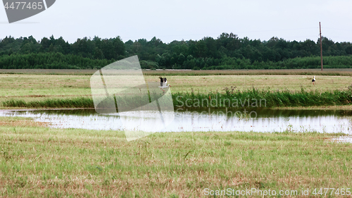 Image of White Storks Resting By The Pond On A Summer Day