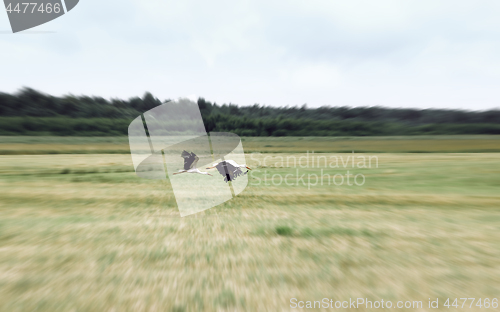 Image of White Storks Fly Over A Field In Summer