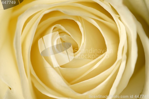 Image of Rose