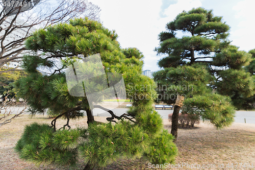 Image of pine trees at hamarikyu gardens park in tokyo